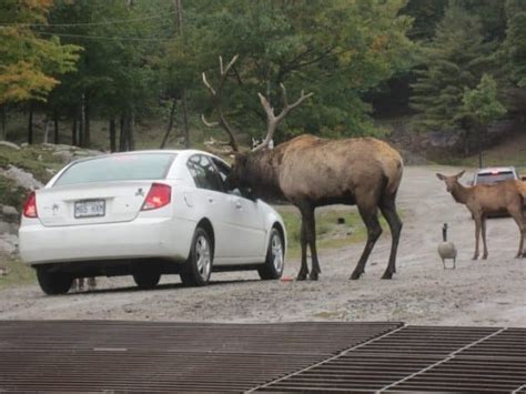 omega park canada attack|omega animal park murders.